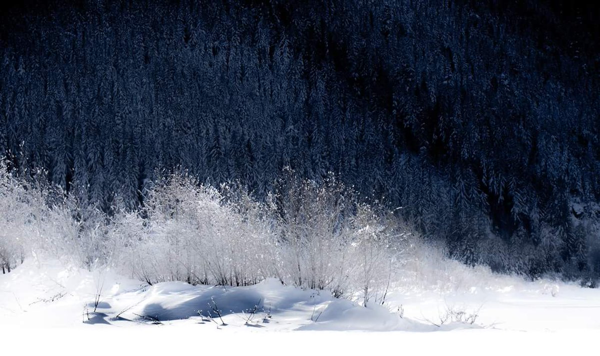 Fairy dust.
Sunshine Valley outside Hope, B.C. 
#embraceHopeBC #sunshinevalley #snow #winter 
<a href="/TourismHope/">Hope On Tourism</a> #explorebc #trees <a href="/enterherecanada/">EH Canada</a>