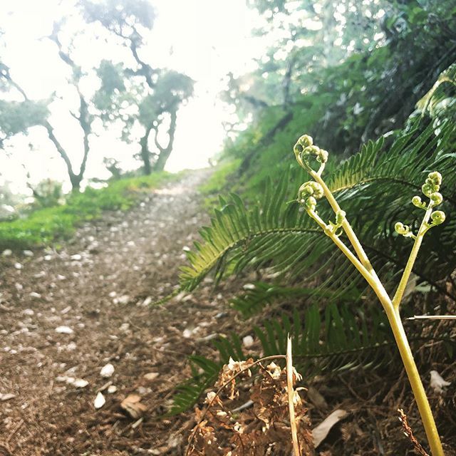 sftrailrunning's tweet photo. Rise and shine and hit the trails! .
.
#runtoexplore #trailrun #trailrunner #optoutside #sftrails #sftrailrunning #ultratraining #traillove #runnerlife #onemoremile #womenrunning https://t.co/GhxIPq7KoQ