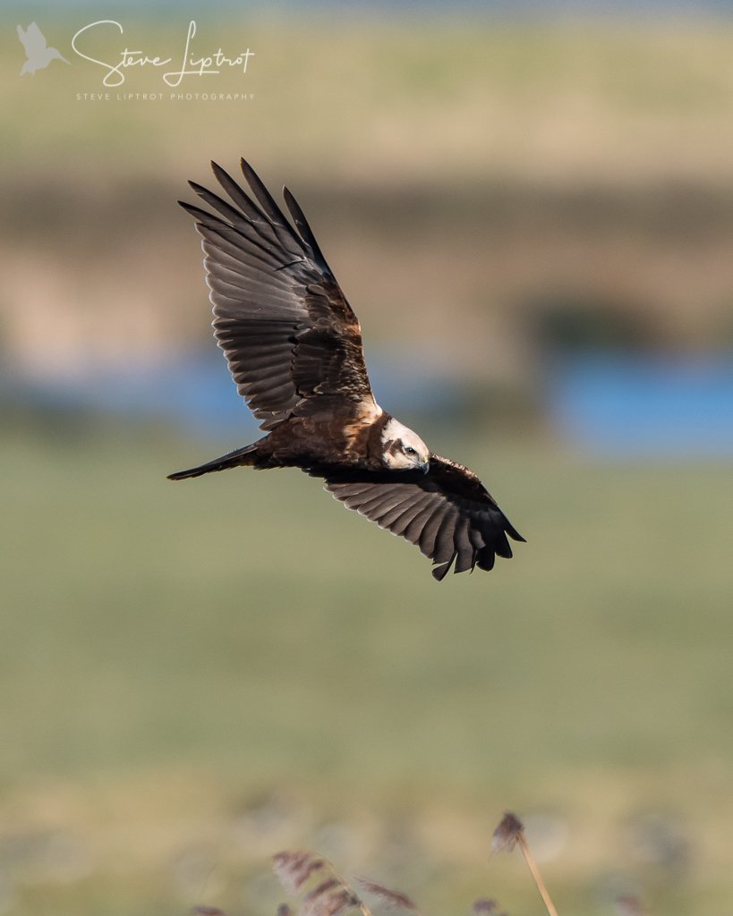 RT @slippy1964: A few shots of the Marsh harrier at @WWTSlimbridge this morning 5/2/18 #kingfisherhide