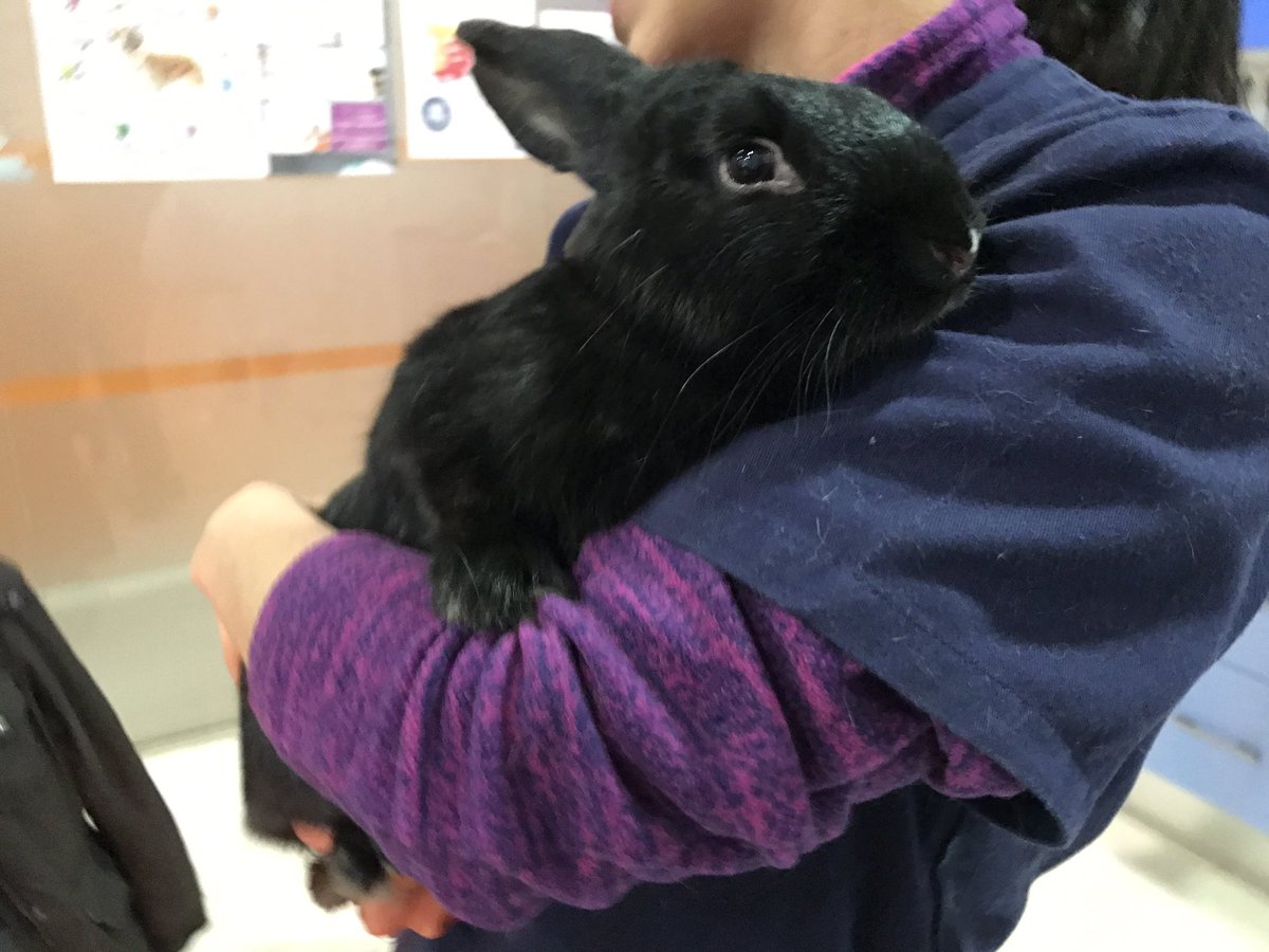 noverose9's tweet photo. Busca casa🐰 
Fue abandonado en un parque 😥
Tiene un año aprox, macho! https://t.co/Ro9vmJkslL