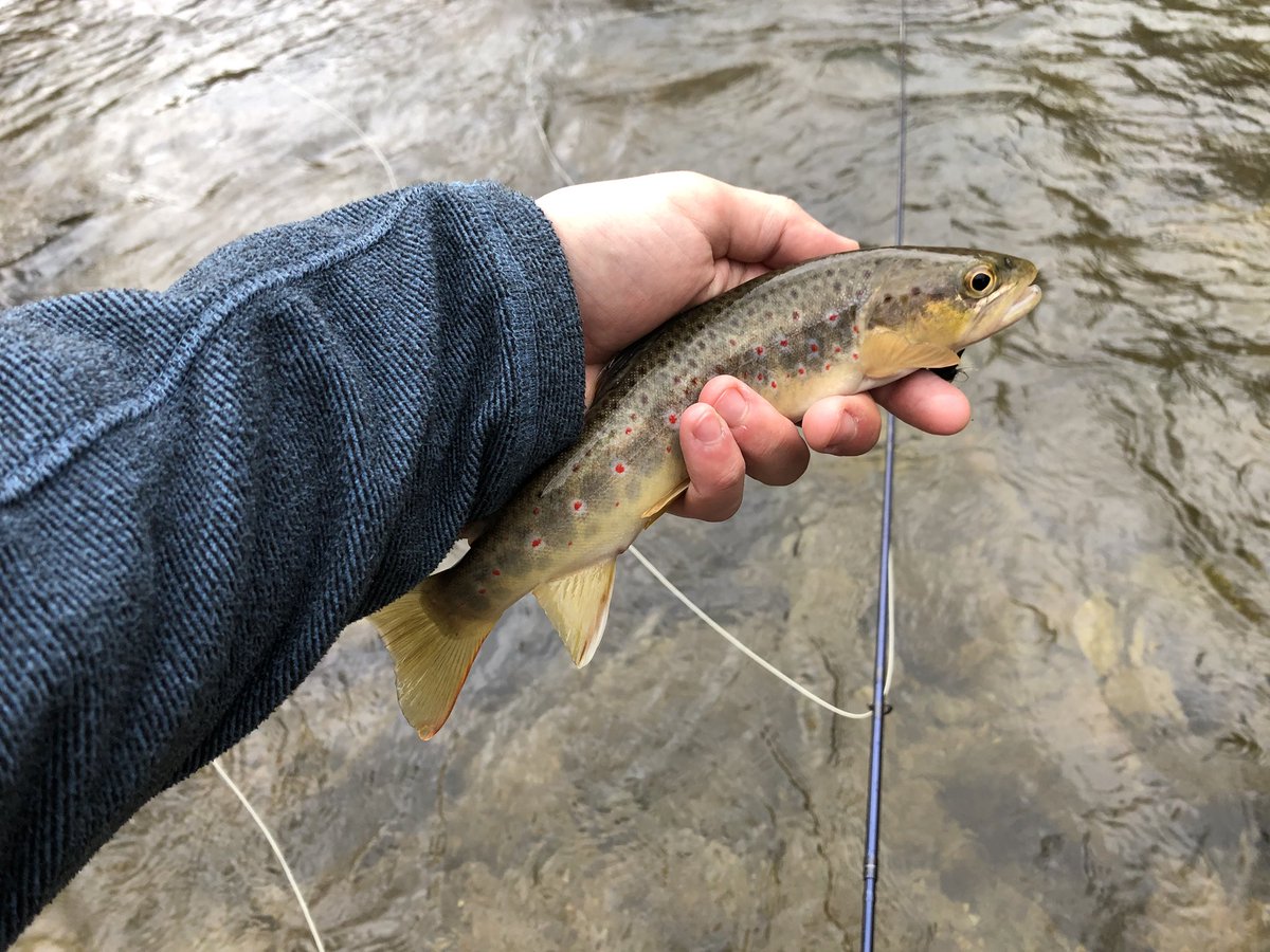 highcountryfly's tweet photo. Whoβs ready for spring fishing?? #iswinterover? #spring #fishing #flyfishing #orvis #simms #catchandrelease #browntrout #rainbow #foscoe #elkriver #watauga https://t.co/2Rr6qD0fz0