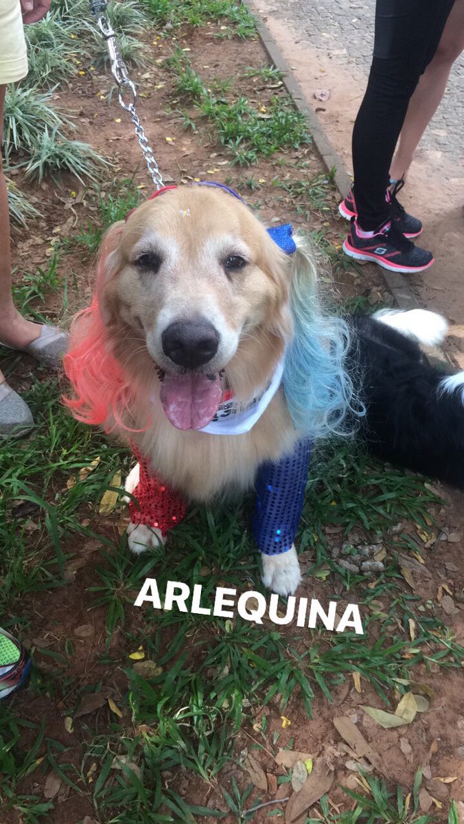blahblana's tweet photo. ontem teve um CÃONAVAL aqui na minha cidade segue imagens dos cachorros fantasiados no bloquinho https://t.co/ZZn00L8Bq5