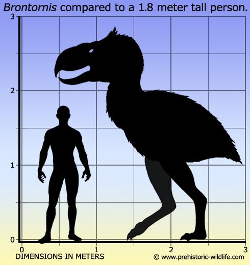TechUserToday's tweet photo. #Brontornis, or the 'terror bird' lived in #Argentina during the #Miocene and stood at 1.75 meters tall -- but it could raise its head to 2.8 meters! https://t.co/L19rJIV2ni #extinct #extinctanimals #extinctcreatures #bird #birds #prehistoric #biology #zoology #history
