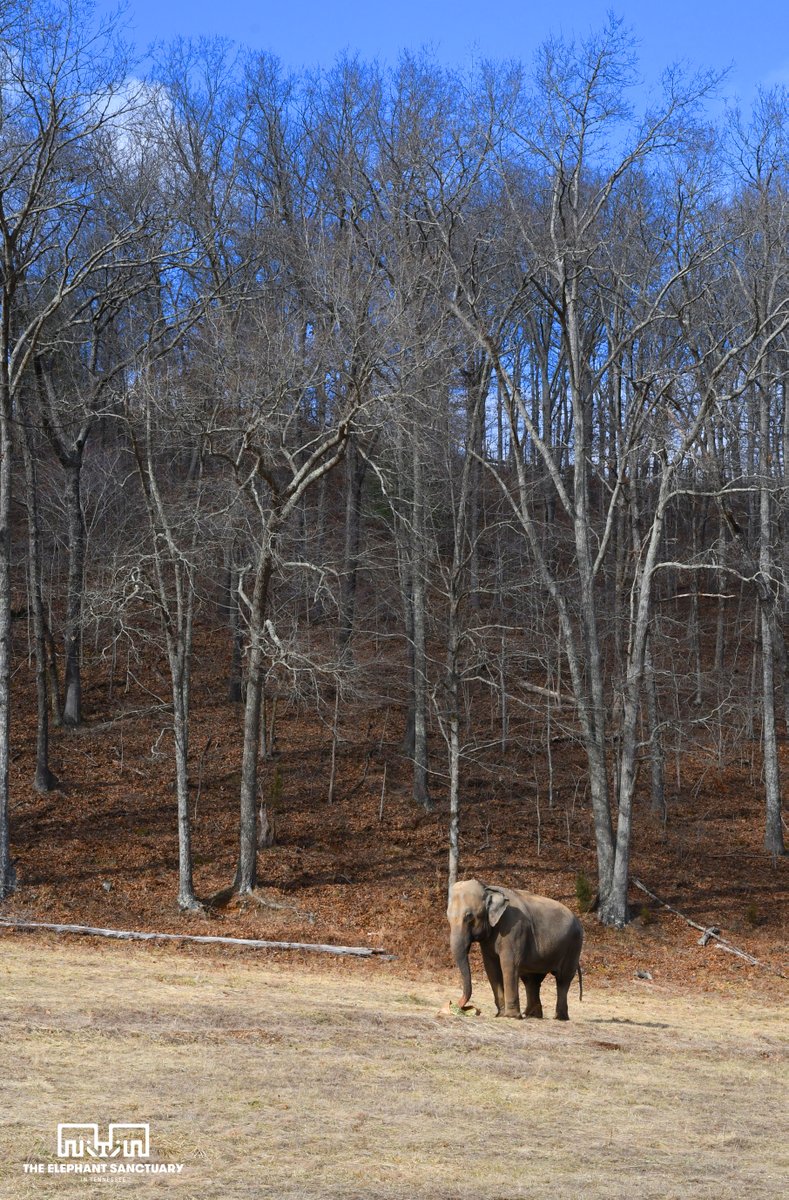 Sissy enjoys a bale of hay under blue skies at The Elephant Sanctuary.