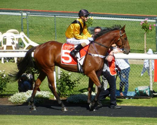 minerviniracing's tweet photo. Sandison (4g Reset - Sandy's Glow) will run tomorrow in race five, the 1400m Maiden Plate at @MBRaces at 1.40pm Adelaide time. @domjock takes the ride from gate one. Best of luck to Nick House, and Michelle Minervini. @minervini_mark @DarleyStallions #sandison #reset https://t.co/SrQrOvCzlZ