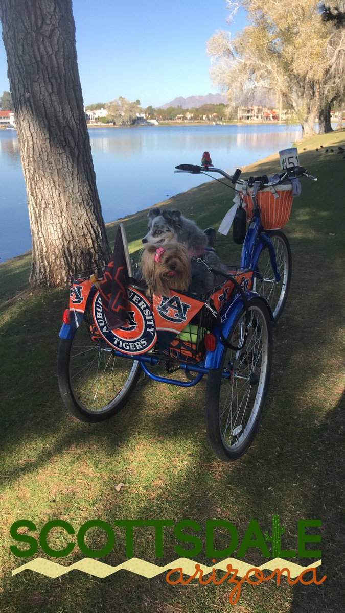 ThatYorkie's tweet image. Beautiful day today in Scottsdale for a bike ride! #WarEagle