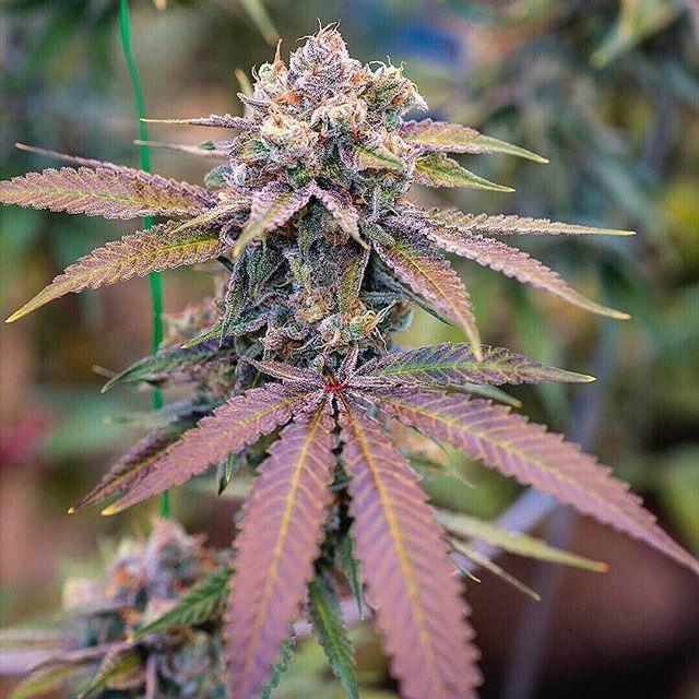 AshMakoro's tweet photo. From @greenbodhi - Results of a seeded #GojiOG branch gifted from @plantmoreseeds
#GreenBodhi
#growyourpotential
#noneedtocompete
#awakenyourgarden
#intentionalhorticulture
#nugshot 📸: @curt_ice
#cannabiscommunity #cannabisculture #flowers #ca… https://t.co/SMnQDypZyX https://t.co/tpge7XvdQV