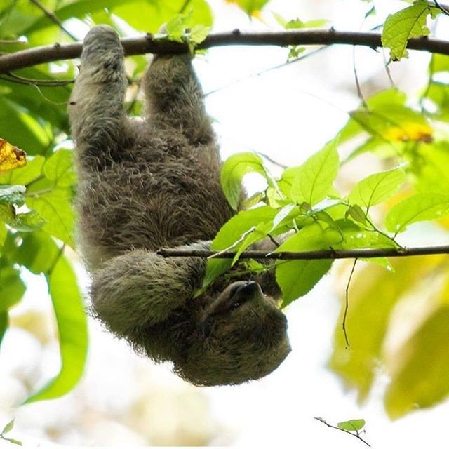 RawBotanicals's tweet photo. Cute #sloth alert ๐ Thanks @gaiahotelandreserve #simplicityplan https://t.co/YpHlKB1PZm