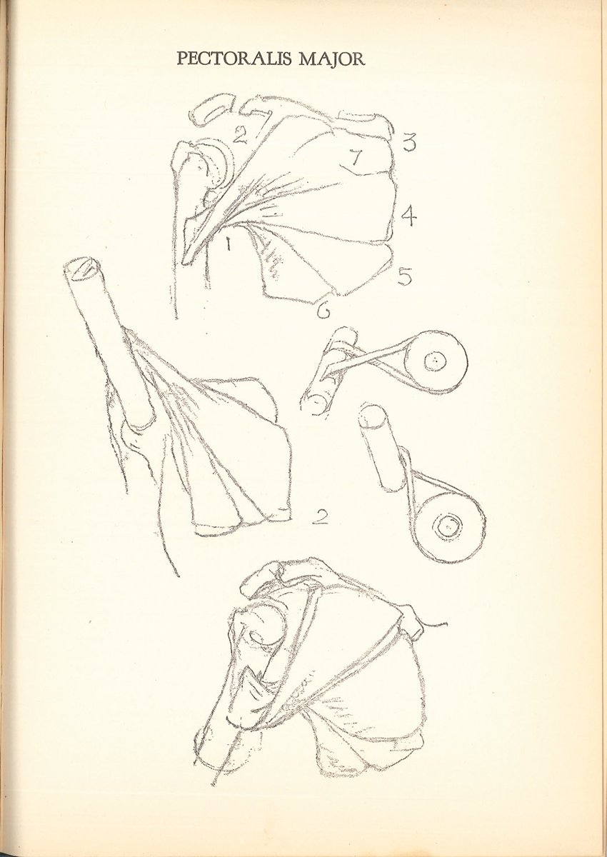 ニューヨーク学生連盟の素描講師ジョージ・ブリッジマン。1920年代からデッサンやクロッキー向けのハウツー美術解剖学書を多数執筆し、その後の体験型美術解剖学講座の流れを作った。彼の図版は、短時間で要点を把握するように描かれている。#美術解剖学 