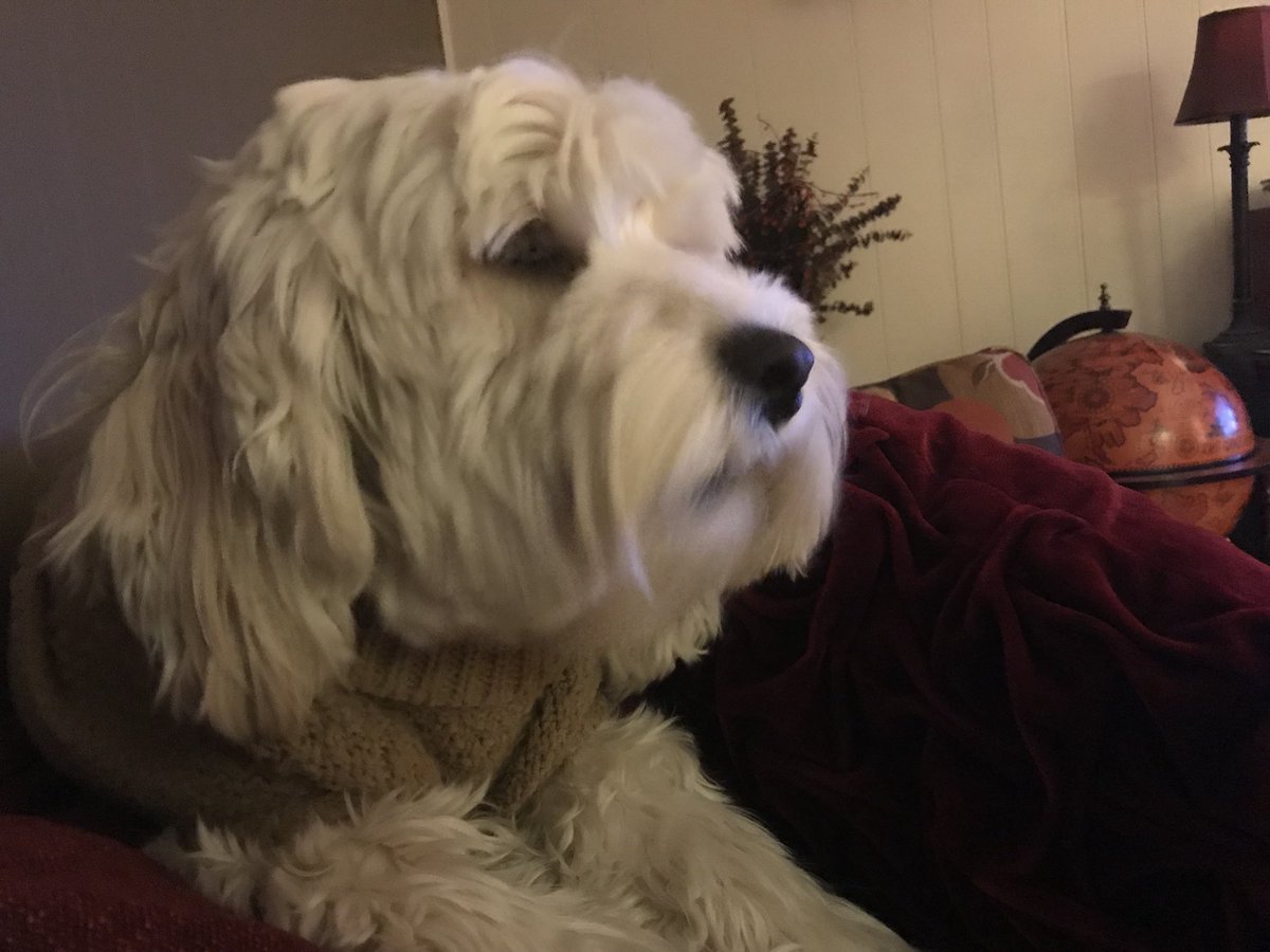 OliverBougieC's tweet image. Contemplating life #deepDogthoughts