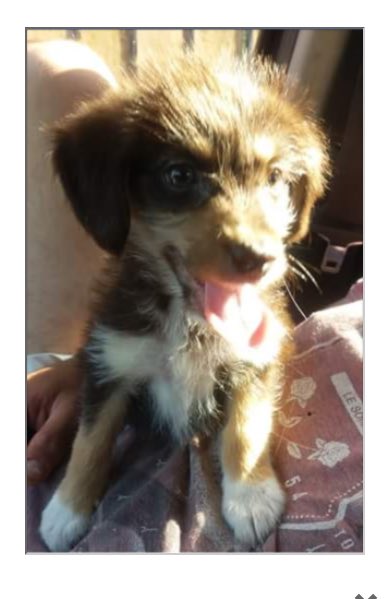 universopetcl's tweet photo. #AdopcionesUP lindo cachorro de 2 meses,desparasitado interna y externamente.compromiso de hacerme cargo sus vacunas. Valeria F:979471921 RT https://t.co/wP3XjwpChR