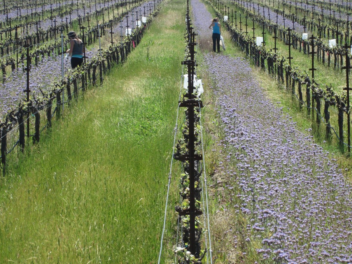 Kent Daane (@daane_lab) on Twitter photo Bees in vineyards? Houston Wilson entomology.ucr.edu/faculty/housto… <a href="/UCRentomology/">UCR Entomology</a> led a nice study of cover crops impact on ecosystem services in vineyards and showed some increases in bees, even though vines aren't bee-pollinated. Fin it on his Research Gate: researchgate.net/profile/Housto… Bees in vineyards? Houston Wilson entomology.ucr.edu/faculty/housto… <a href="/UCRentomology/">UCR Entomology</a> led a nice study of cover crops impact on ecosystem services in vineyards and showed some increases in bees, even though vines aren't bee-pollinated. Fin it on his Research Gate: researchgate.net/profile/Housto…