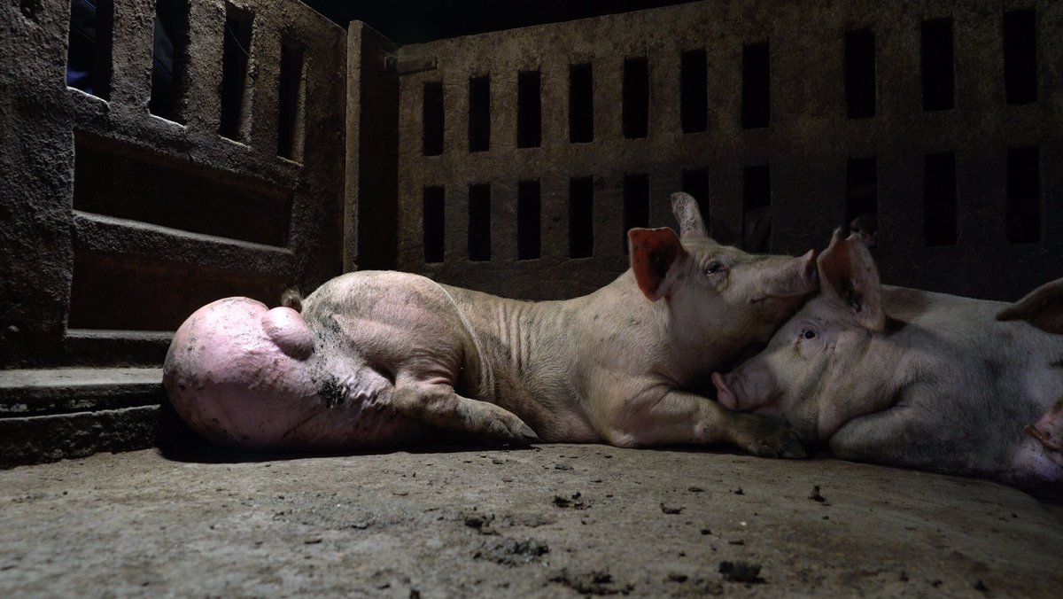 Se ha tardado mucho pero gracias a <a href="/jordievole/">Jordi Évole</a>, al equipo de <a href="/salvadostv/">Salvados</a> y a <a href="/IgualdadAnimal/">Igualdad Animal</a> por la valentía de denunciar esta situación tan horrible. A ver que político se deja ‘comprar’ ahora por los lobistas cárnicos. #SalvadosGranjas 

📺 Vídeo ▶️ atres.red/vskzv2