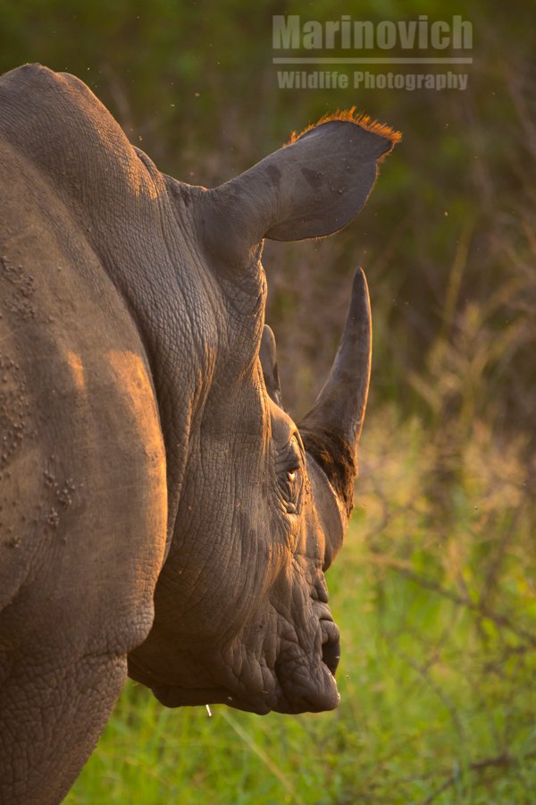 WM_Books's tweet photo. 10 things you can do to help wildlife on this planet
#conservation #charity #wildlife #environment #racingextinction
https://t.co/aNuZcIplbH https://t.co/cIf0kWD32k