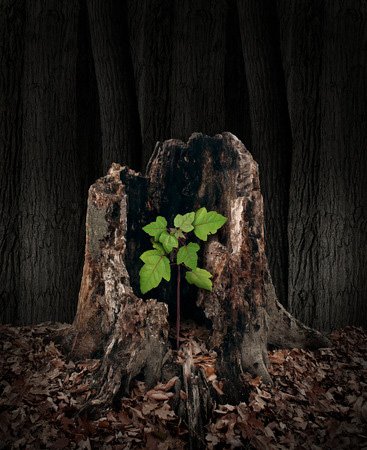 IDCAG's tweet photo. "Renewal is one of the main distinguishing characteristics which separates leaders from followers." - Al Toledo, creator of DNA of a Leader  #IDCAG #DNAofaLeader https://t.co/N2H8iZUhCA