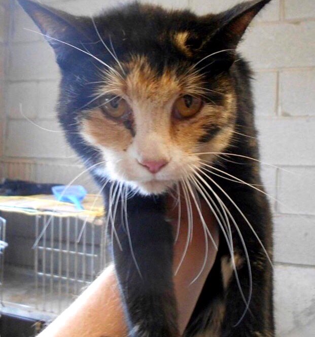 catgirl321's tweet photo. 🆘SUPER URGENT🆘
Sweet, gentle SIMBA needs to be saved from #BigSprings #Texas #KillShelter NOW!
Deadline 9:00CET tomorrow, Tuesday 2/6😿
#RT #Pledge #Foster #Adopt
Please save this 3yr old sweetie pie🐾🙏🏻
#TX #cats #rescue #SaveSimba
https://t.co/NfdBSE81G3
RT@JezebelFurbutt https://t.co/g1HaiZ0X9X