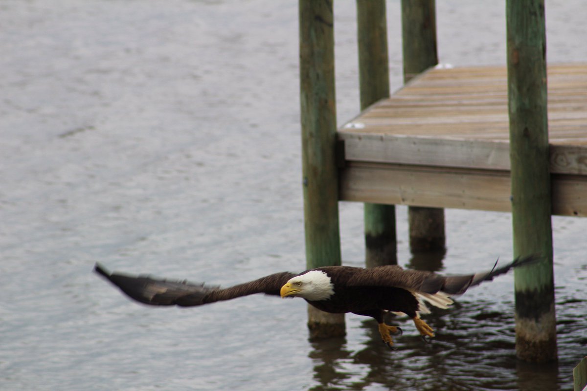 nwfdailynews's tweet photo. Thank you to Debby Boutin for this photo of a bald eagle at Joe's Bayou in #Destin. #PicturePerfect https://t.co/g4wvZU9bHe
