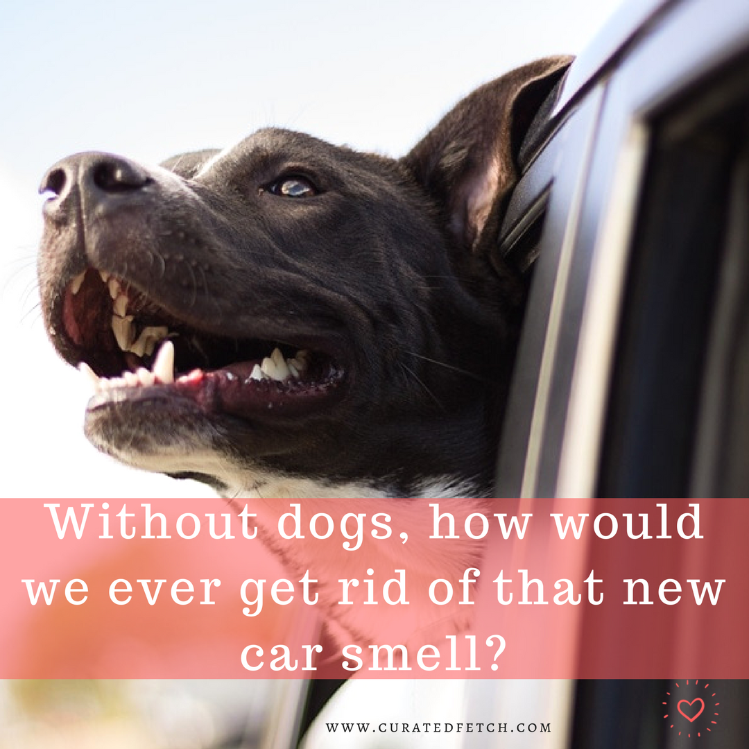 curatedfetch's tweet image. 