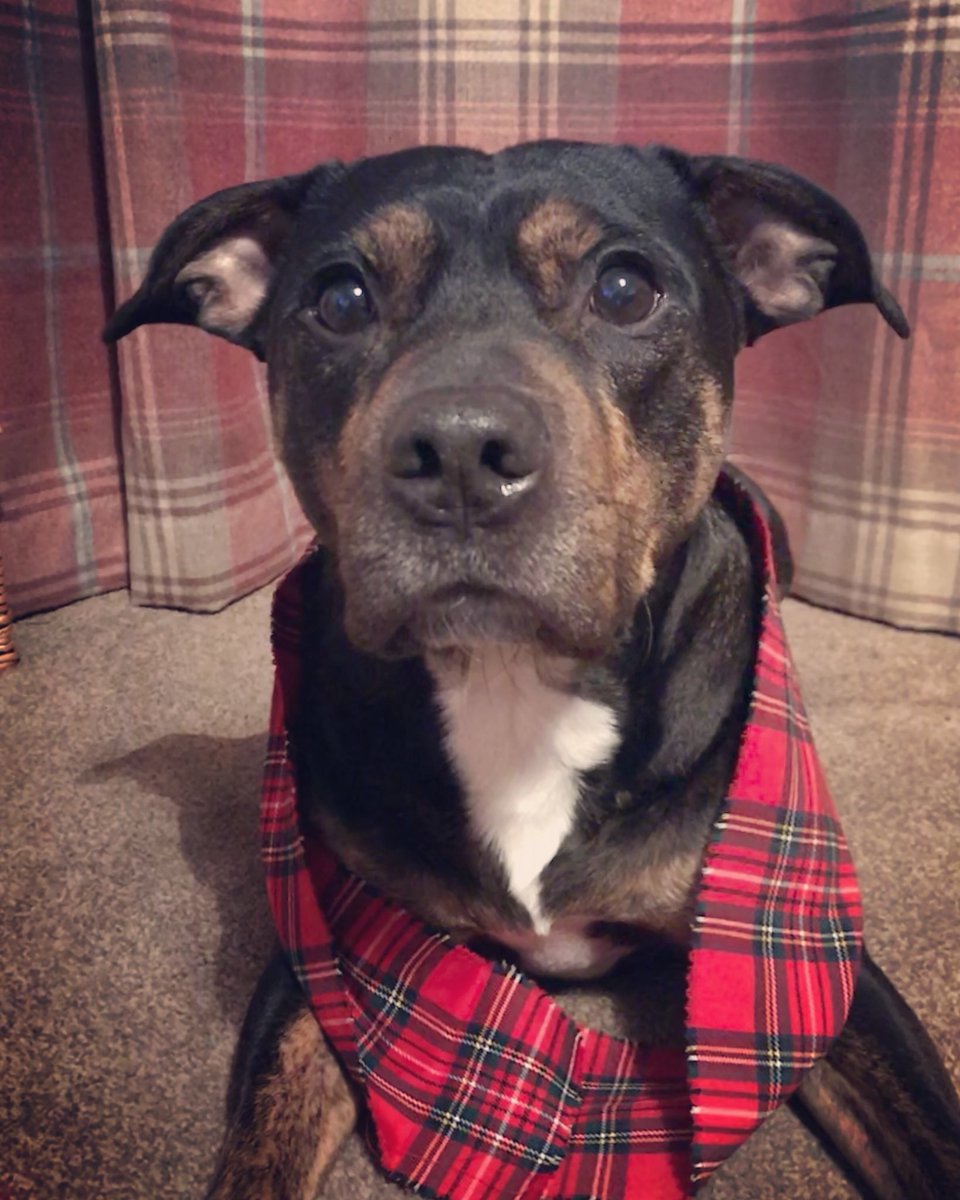 Help me #makeadifference for <a href="/saveastaffie/">Staffordshire Rescue</a> in the #kiltwalk2018. I’ll be waking with rescue boy Baloo to support a great cause I volunteer for helping staffies find new #foreverhomes