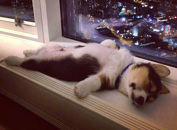homeradise's tweet photo. 24 Hilarious Photos of Adorable Animals Falling Asleep in Weird Place 
https://t.co/0p0eZYN5n2 https://t.co/8SxlEjATBf