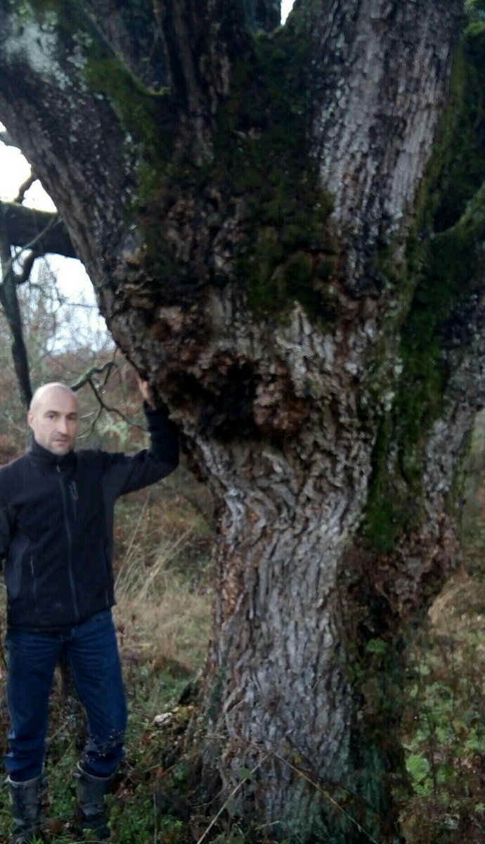 penedo_o's tweet photo. #SaveTheRoble la xunta de galicia lo va talar https://t.co/oKrgUN3JvC