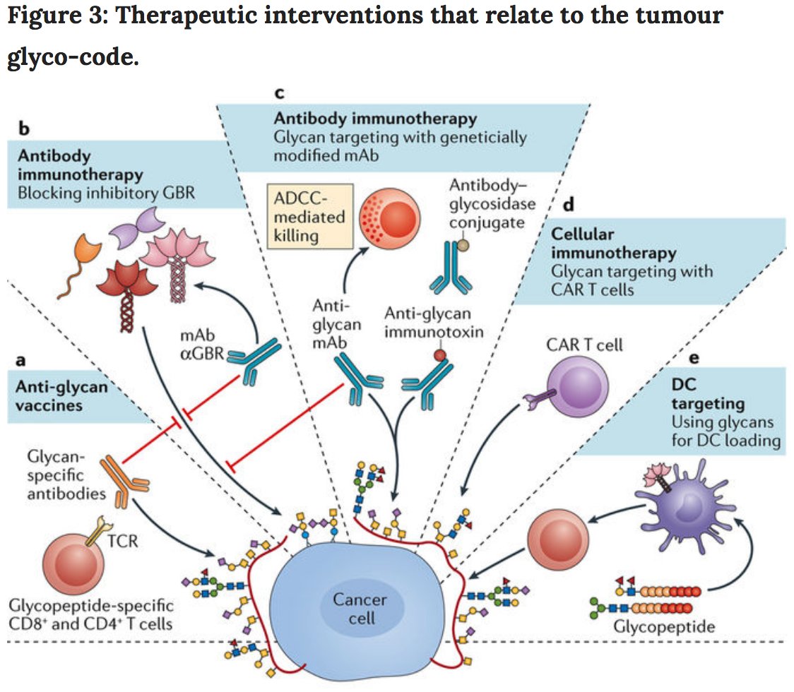 GordanLauc's tweet photo. Great review in @NatRevImmunol from the Yvette van Kooyk lab: "The tumour glyco-code as a novel immune checkpoint for immunotherapy" https://t.co/cJMrxahQbf https://t.co/X0DuKtVqoQ