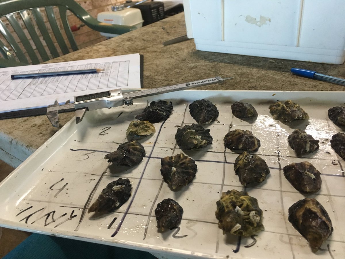 A big day monitoring oysters coming up!