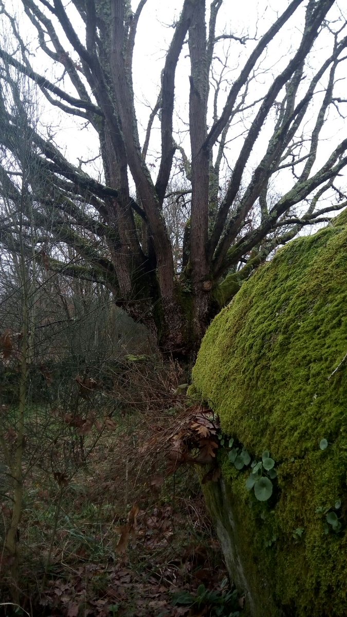 MachitoTears's tweet photo. #SaveTheRoble Xunta Galicia a ver si dejais de hacer negocio con los bosques.👍🌳 Salvemos el roble. https://t.co/Wz3Dz2jeK5