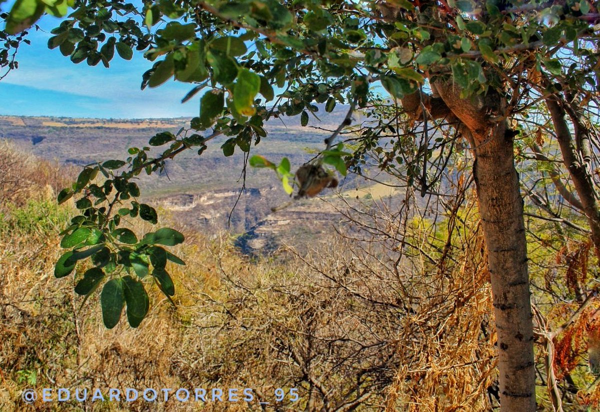Edd_Torress's tweet photo. Barranca de Huentitan #Planeta #naturaleza #BuenLunes #photography https://t.co/e1i6UwbFP9