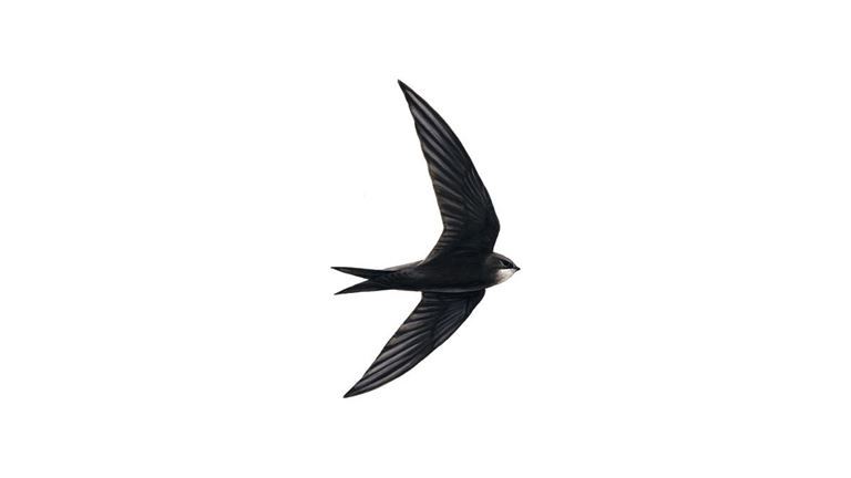 RSPB talk on swifts lyevalley.org/2018/02/rspb-t…