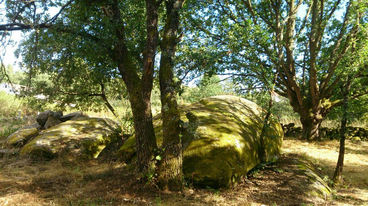 MachitoTears's tweet photo. #SaveTheRoble Feijoo dejad de destruir la naturaleza ya!! 🌳👍 Galicia no merece eso. https://t.co/wLdoTffNqu