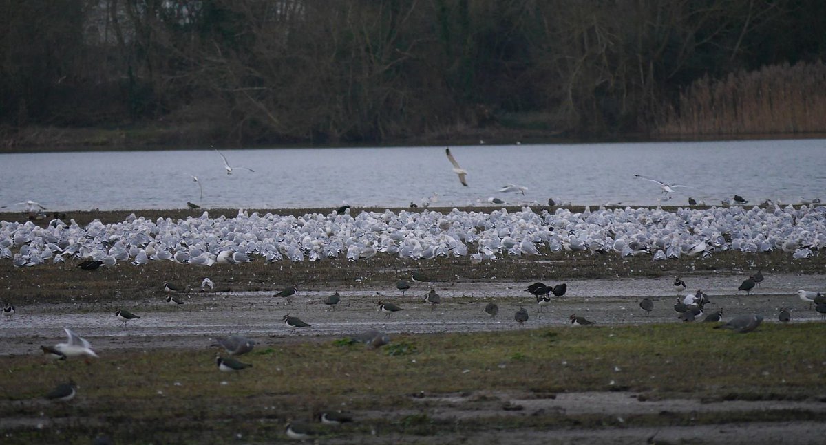 A decent roost this evening at Little Marlow GP. It included Black-headed Gull "Yellow 2KRC" which has been a regular winter visitor here since Feb 2016. It was ringed at Pitsea landfill as an adult in March 2015
