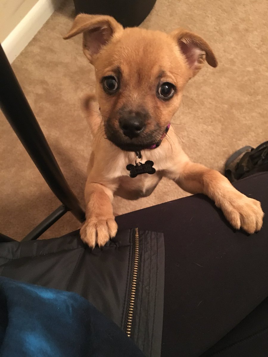 s_wilk23's tweet photo. @itsbl0ndie League for animal welfare in clermont county, Ohio... that’s where I got my pup 💕 https://t.co/yMa70BSe7G