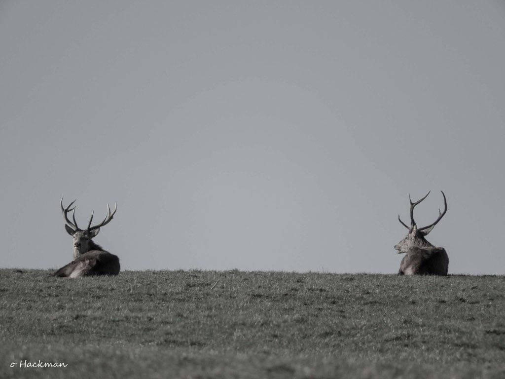 JoHackmanphotos's tweet photo. A throw back to just after Christmas! A lovely herd of #Redstags on #Exmoor enjoying the little #winter #sunshine we’ve had in the #southwest. @Exmoor4all @Exmoor_Hour @somersethour https://t.co/2offOwcfor