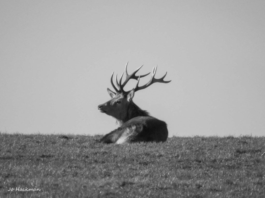 JoHackmanphotos's tweet photo. A throw back to just after Christmas! A lovely herd of #Redstags on #Exmoor enjoying the little #winter #sunshine we’ve had in the #southwest. @Exmoor4all @Exmoor_Hour @somersethour https://t.co/2offOwcfor