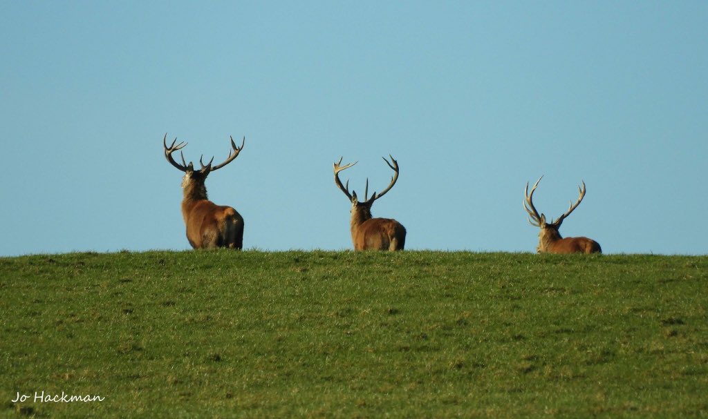 JoHackmanphotos's tweet photo. A throw back to just after Christmas! A lovely herd of #Redstags on #Exmoor enjoying the little #winter #sunshine we’ve had in the #southwest. @Exmoor4all @Exmoor_Hour @somersethour https://t.co/2offOwcfor