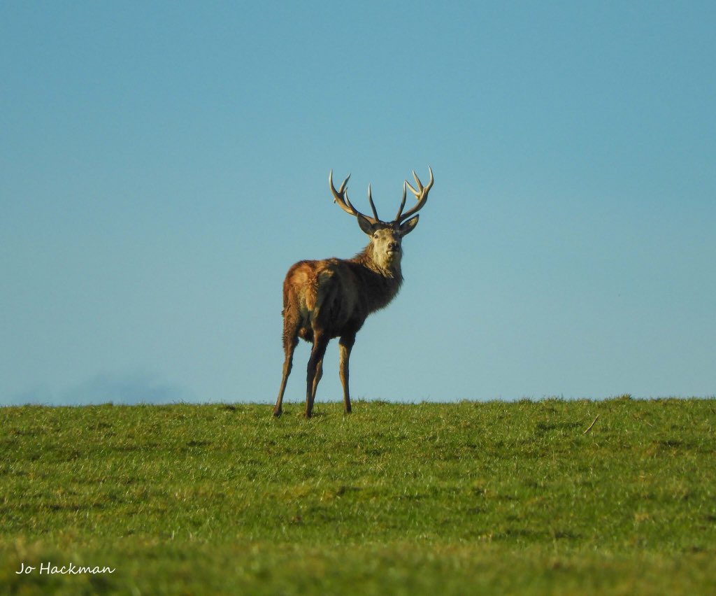 JoHackmanphotos's tweet photo. A throw back to just after Christmas! A lovely herd of #Redstags on #Exmoor enjoying the little #winter #sunshine we’ve had in the #southwest. @Exmoor4all @Exmoor_Hour @somersethour https://t.co/2offOwcfor