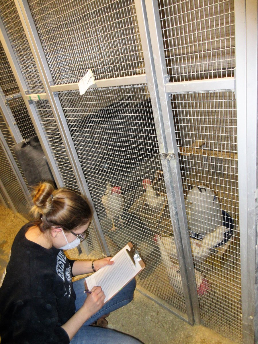CCSAW_UofG's tweet photo. CCSAW Student Profile #5: Caitlin Decina is researching risk factors that contribute to #featherpecking in Canadian laying flocks. Check out her full profile on our Facebook page: https://t.co/bycwQ4LwnG #eggfarmersofCanada https://t.co/G0d5TC3ewD