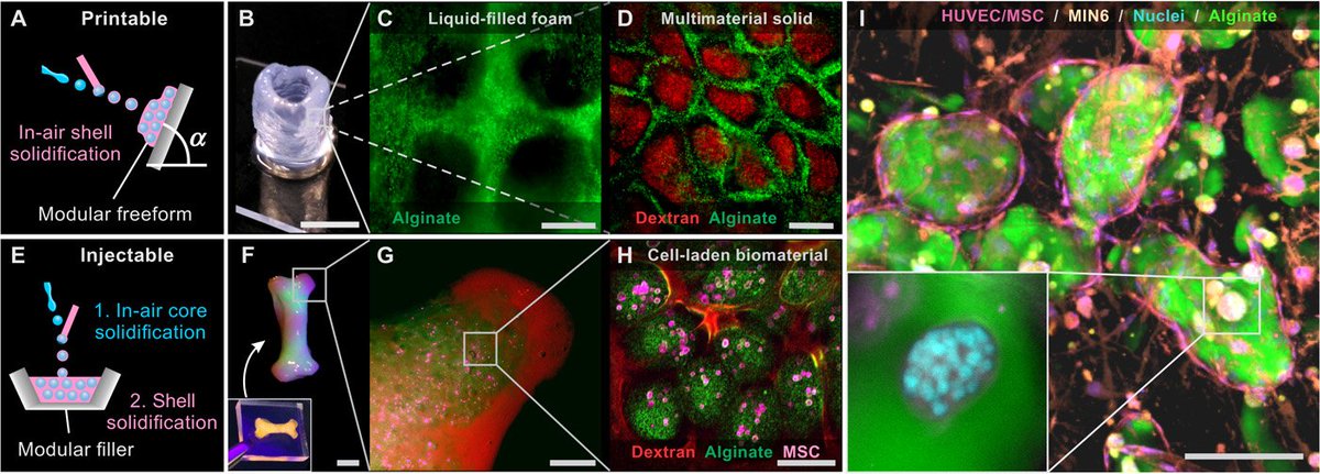 uFluidix's tweet photo. Research article: In-air microfluidics enables rapid fabrication of emulsions, suspensions, and 3D modular (bio)materials -- https://t.co/5hTIoAoAm8
@UTwente @utwenteEN
#microfluidcis #3D #droplets #biomaterials https://t.co/kovLJ1Lji6