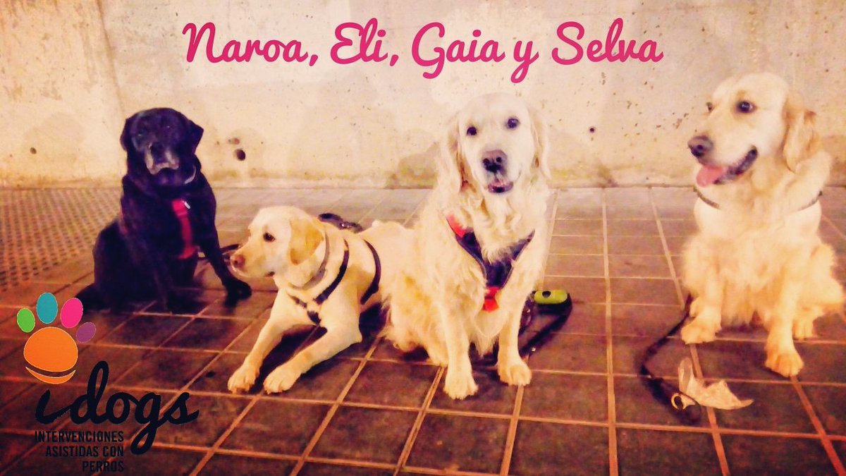 asociacionidogs's tweet photo. Tarde de reuniones, de preparar proyectos, de ajustar agendas,... y de pasárselo fenomenal con las amigas🐕🐕🐕🐕 los ratitos de descanso 😉
#perrosdeterapia #idogs #IntervencionesAsistidas #EducaciónAsistida #SonrisasQueDejanHuella https://t.co/6WYqovi9m3