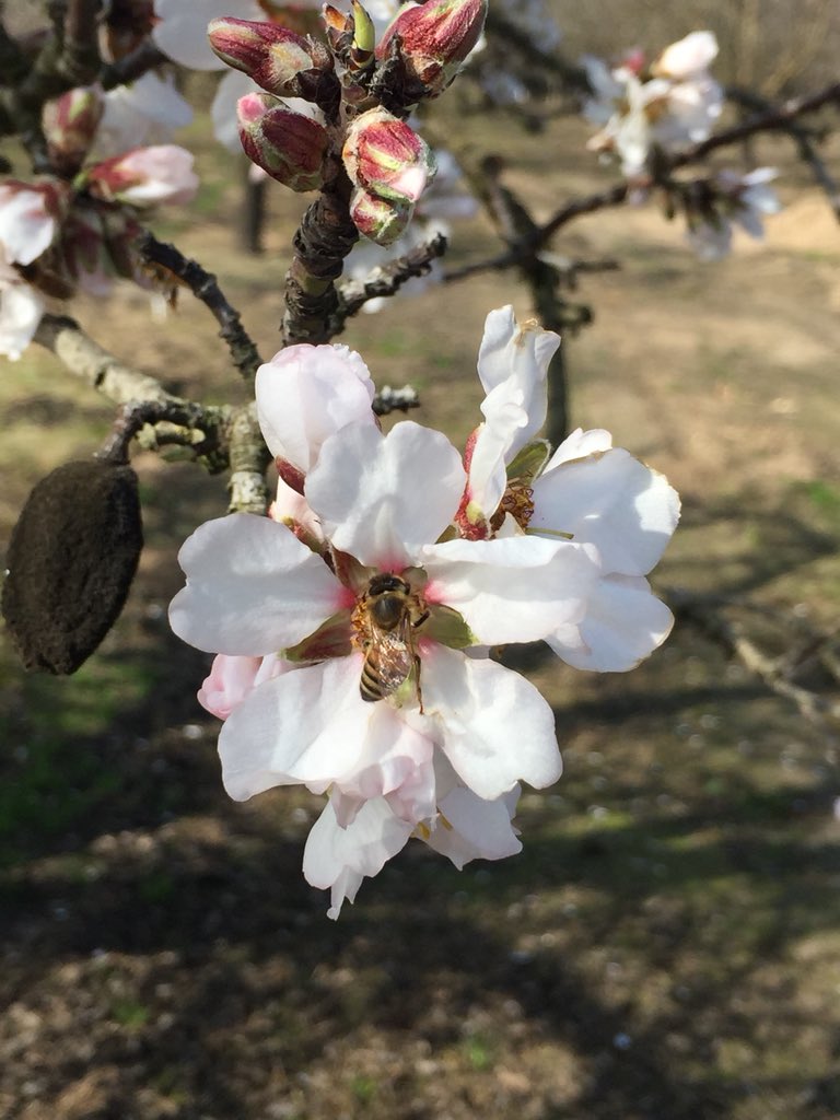 dsissomCCA's tweet photo. Almond bloom in Escalon. Bees doing work. #ifertilize #ugpf #utragroplantfood https://t.co/PLAvQMAcBI