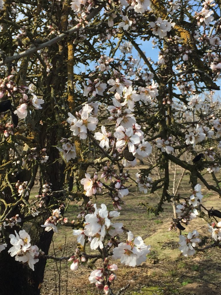 dsissomCCA's tweet photo. Almond bloom in Escalon. Bees doing work. #ifertilize #ugpf #utragroplantfood https://t.co/PLAvQMAcBI