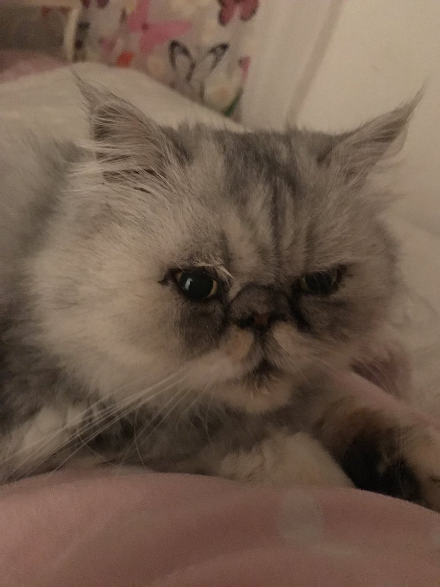 MissBeBe17's tweet photo. Mum be like “do something cute!”
And I say “Mum I am the definition of cute, but I can pose like dis” #cute  #CatsOfTwitter #posing https://t.co/GZTAb4kNJO