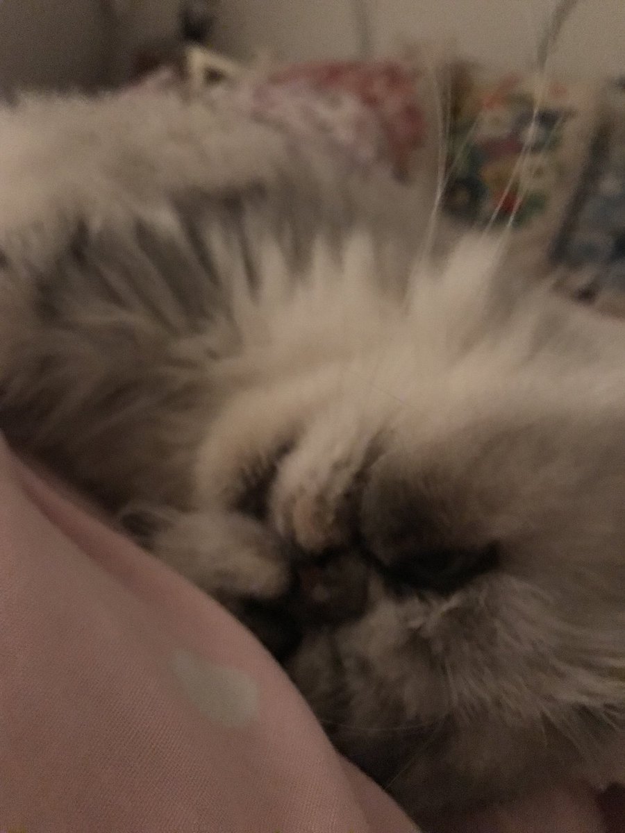 MissBeBe17's tweet photo. Mum be like “do something cute!”
And I say “Mum I am the definition of cute, but I can pose like dis” #cute  #CatsOfTwitter #posing https://t.co/GZTAb4kNJO