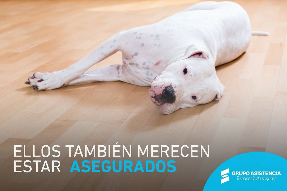 ASISTENCIAGRUPO's tweet photo. Recuerda que contamos con una póliza para tu mascota 🐶🐱, contactanos para obtener más información. 📲3183551472 #mimascotasegura https://t.co/KFeWyUjbg0
