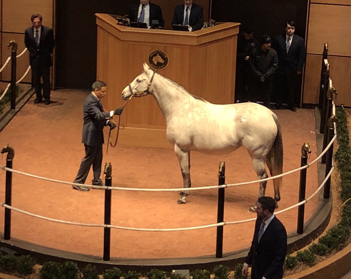 CDeBernardis721's tweet photo. Maggi O’Prado (Paddy O,Prado), a half-sister to undefeated Grade I-winning 3yo filly Dream Tree (Uncle Mo), finishes up the first day of selling at #FTKFEB at $140K. She sold in foal to Tale of the Cat https://t.co/RFRcDdYLI8