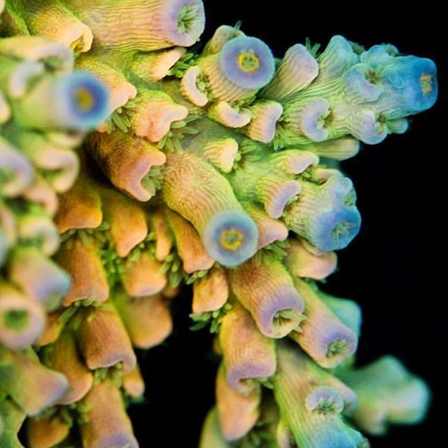 PolypLab's tweet photo. Amazing sps colors from @vivid_aquariums #polyplab #polyplabccc https://t.co/GjZVbZMDHJ https://t.co/5RvLh0YYil