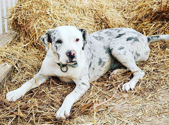 “The dog looked up in entreaty. Liquid brown eyes begged: Take me with you. I’ll be good. Oh, the lies that dogs told.” -
 Courtney Milan
・・・
📸 credit: x.com/DogYouKnow1t ift.tt/2EHwNE0