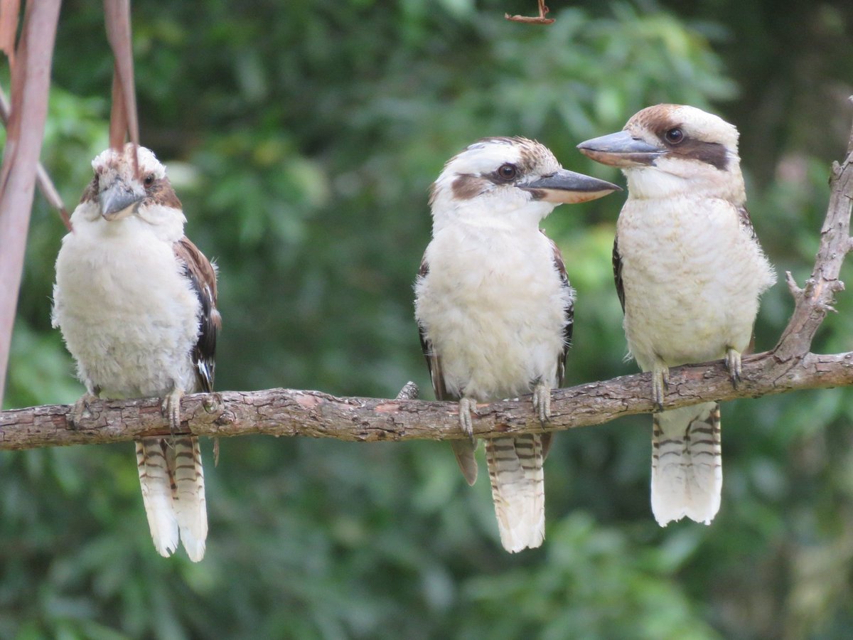 AustraliaPics's tweet photo. This is a common picture of #Kookaburras in Australian backyards. They love big trees and garden areas #NativeToAustralia #DistinctiveLaugh https://t.co/u59exK7zky