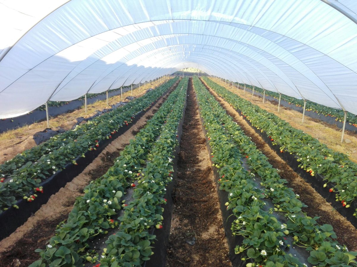 pfernandez1975's tweet photo. 📷📷 Visita Prueba de Desarrollo @Sipcam_es sobre Nutrición y Bioestimulación en fresa, variedad Rociera, en Cartaya (Huelva). #Stilo Raiz #StiloOrganik #Blackjak #Perfectose #Record #StiloHydro #Skualo #Liqui-KExpress #StiloMicroCruzial 🍓🍓💪💪 https://t.co/OOpyMGU7wE